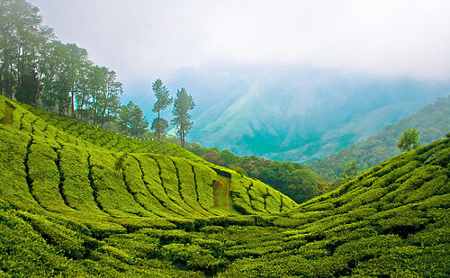 Cardamom Hills